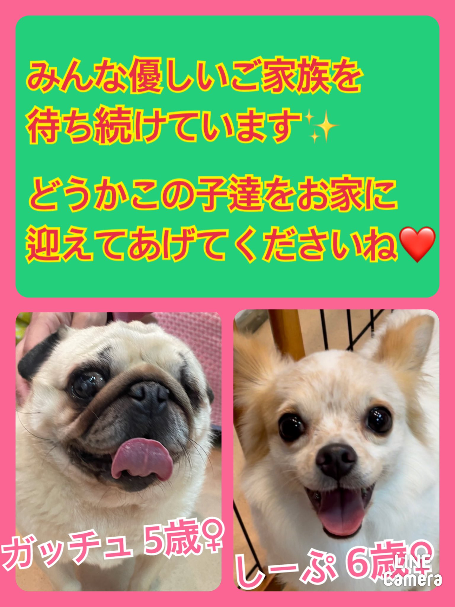 🐾今日の里親様募集中ワンコ🐶メンバーです🐾2021,6,8